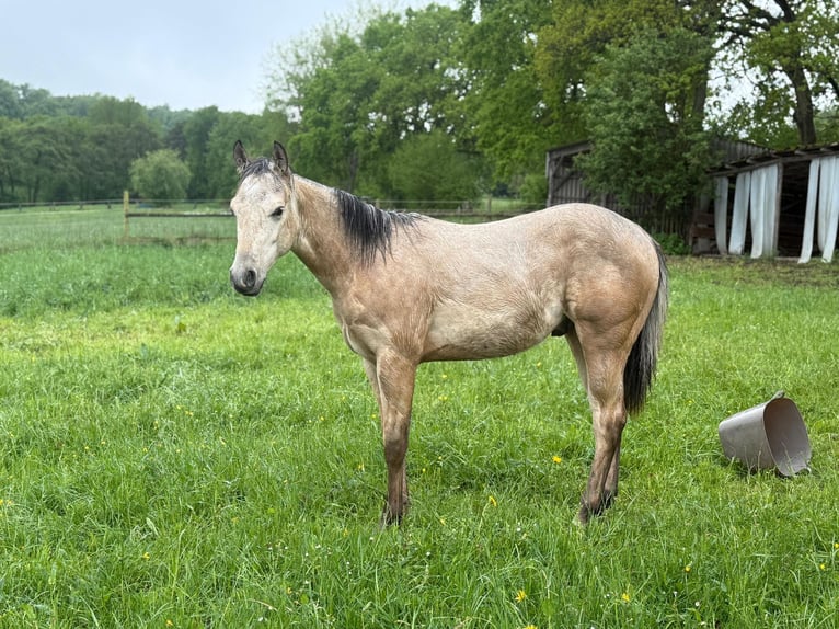 American Paint Horse Hengst 1 Jahr 147 cm Buckskin in Liebenau