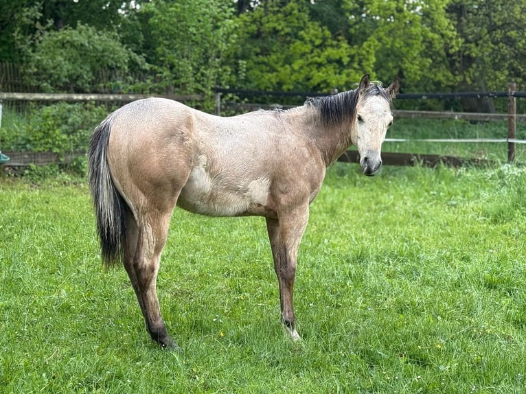 American Paint Horse Hengst 1 Jahr 147 cm Buckskin in Liebenau