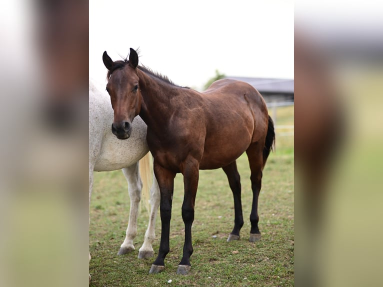 American Paint Horse Hengst 1 Jahr 148 cm Brauner in Stallhofen
