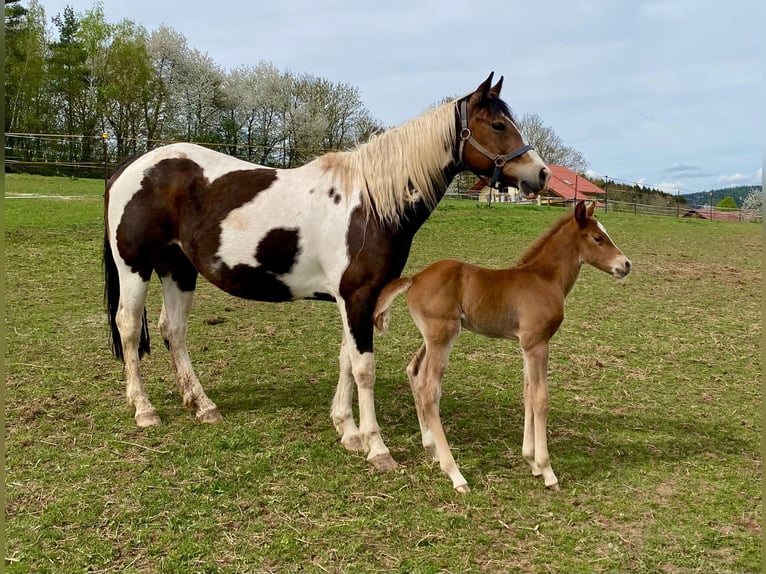 American Paint Horse Hengst 1 Jahr 148 cm Fuchs in Erbendorf