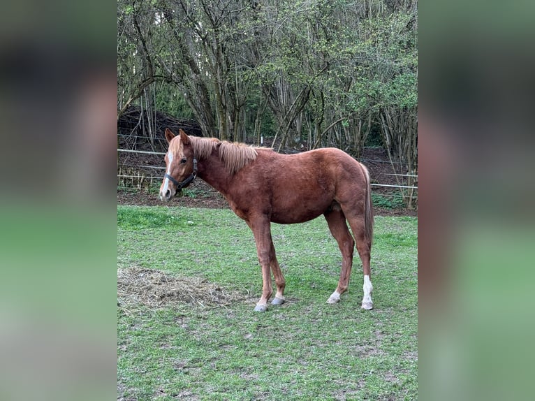 American Paint Horse Hengst 1 Jahr 148 cm Fuchs in Erbendorf