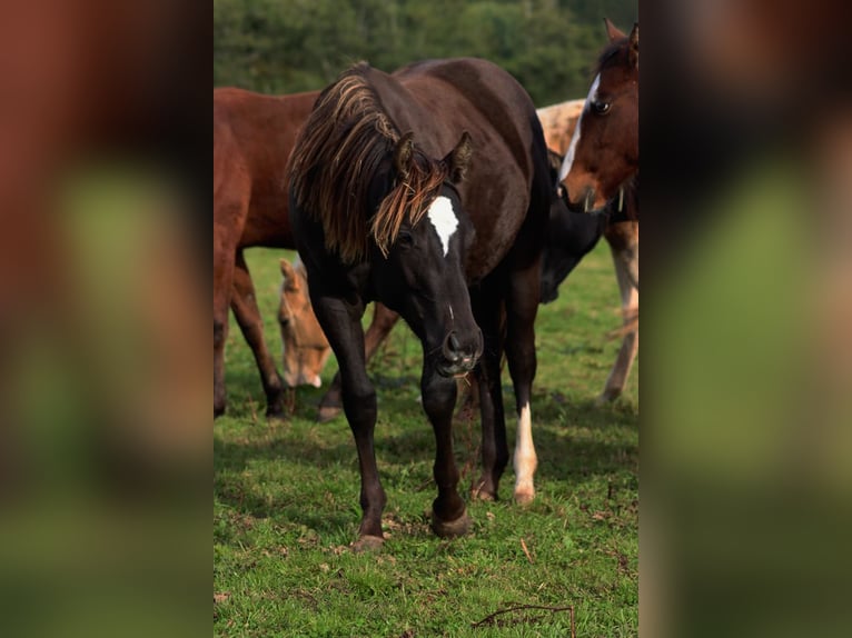 American Paint Horse Hengst 1 Jahr 148 cm Rappe in Hellenthal
