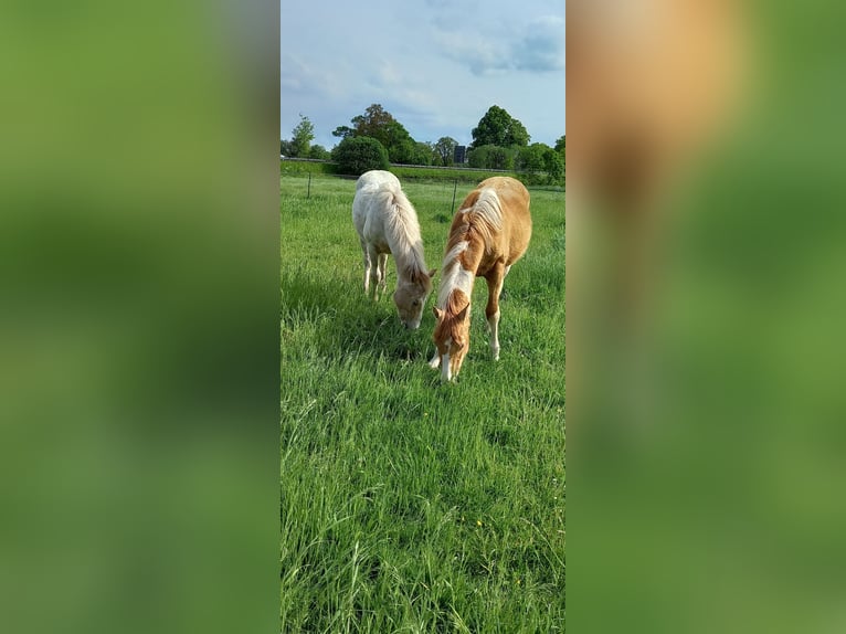 American Paint Horse Mix Hengst 1 Jahr 150 cm Champagne in Neuenhaus