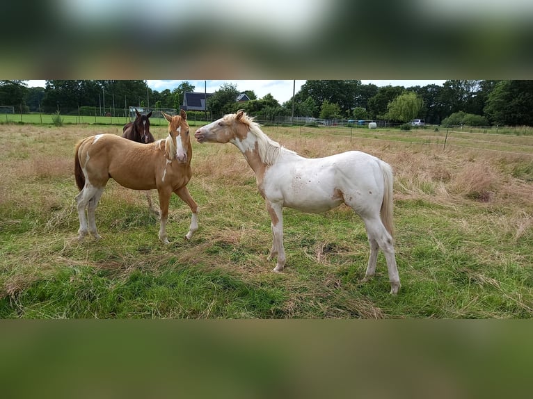 American Paint Horse Mix Hengst 1 Jahr 150 cm Champagne in Neuenhaus