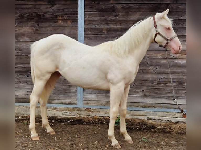 American Paint Horse Hengst 1 Jahr 150 cm Cremello in yzeure