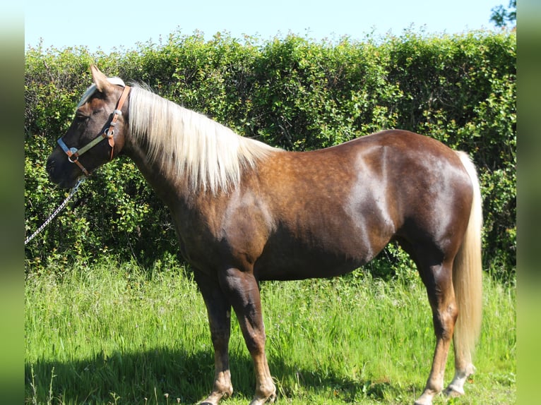 American Paint Horse Hengst 1 Jahr 150 cm Cremello in yzeure