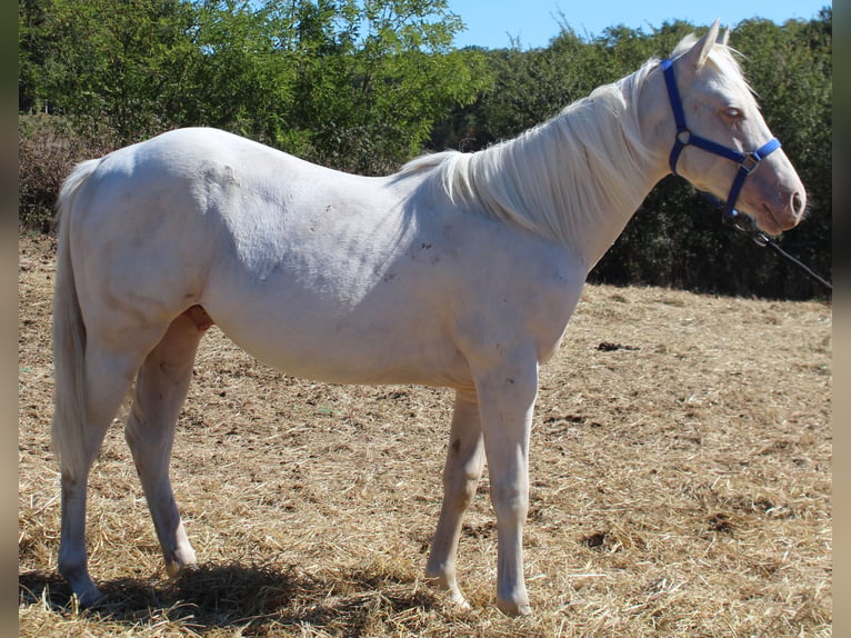 American Paint Horse Hengst 1 Jahr 150 cm Cremello in yzeure