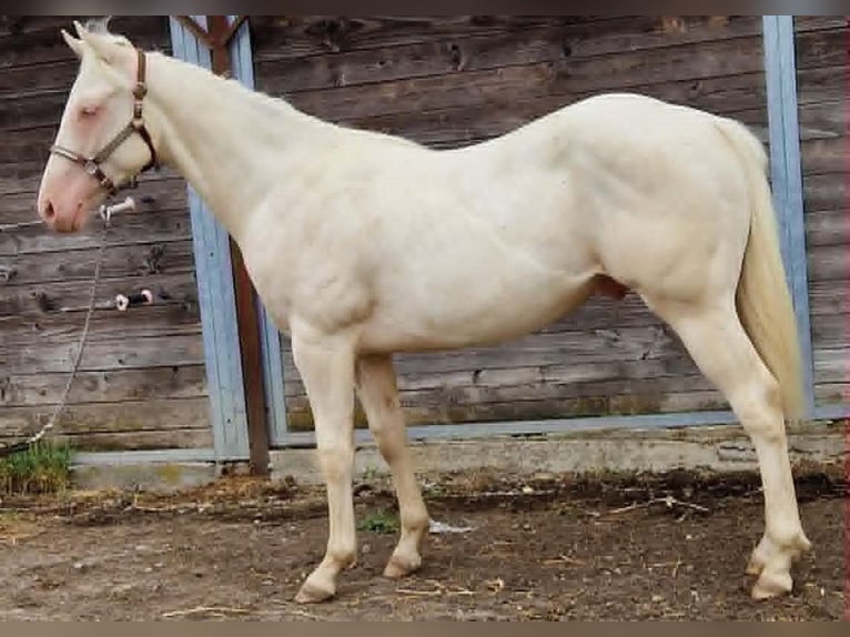 American Paint Horse Hengst 1 Jahr 150 cm Cremello in yzeure