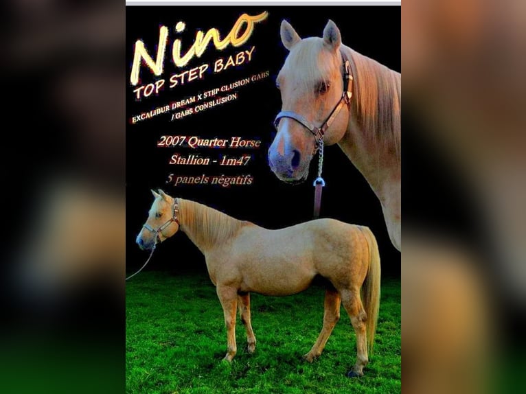 American Paint Horse Hengst 1 Jahr 150 cm Cremello in yzeure