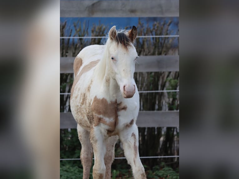 American Paint Horse Hengst 1 Jahr 150 cm Overo-alle-Farben in Hellenthal