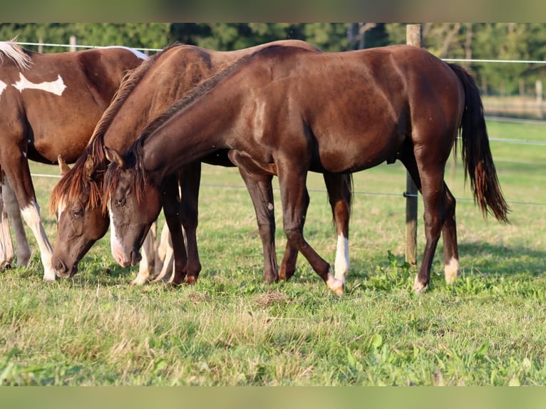 American Paint Horse Hengst 1 Jahr 150 cm Rappe in Hellenthal