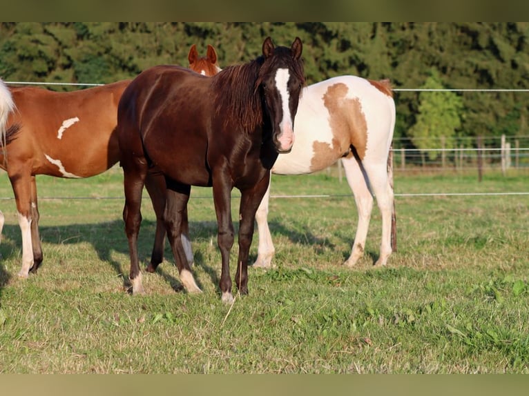 American Paint Horse Hengst 1 Jahr 150 cm Rappe in Hellenthal