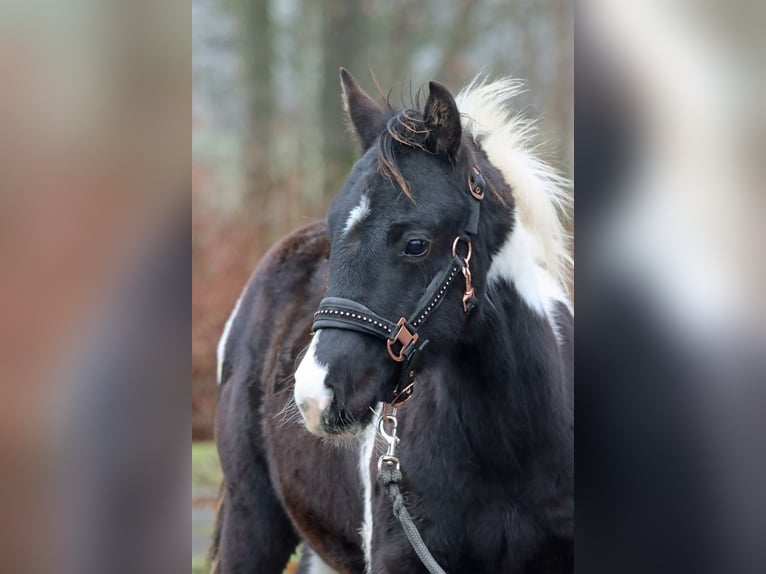 American Paint Horse Hengst 1 Jahr 150 cm Tobiano-alle-Farben in Hellenthal