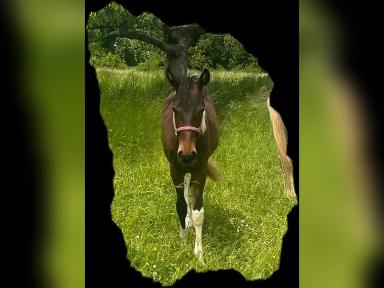 American Paint Horse Hengst 1 Jahr 150 cm Tobiano-alle-Farben in Mellingen