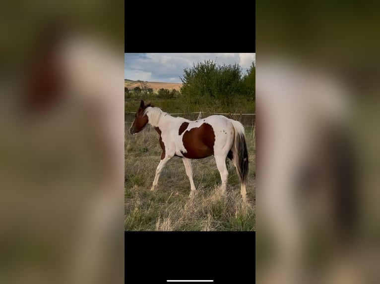 American Paint Horse Hengst 1 Jahr 150 cm Tobiano-alle-Farben in Rottleben