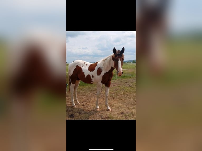 American Paint Horse Hengst 1 Jahr 150 cm Tobiano-alle-Farben in Rottleben