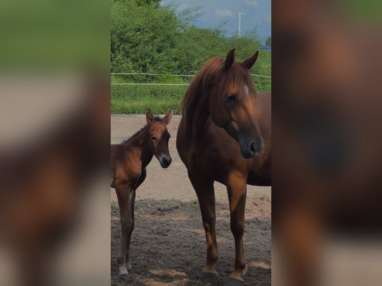 American Paint Horse Hengst 1 Jahr 152 cm Brauner in Suhlendorf