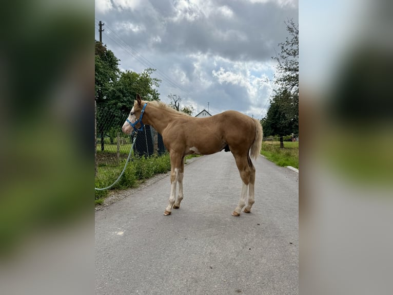 American Paint Horse Hengst 1 Jahr 152 cm Palomino in Gschwend