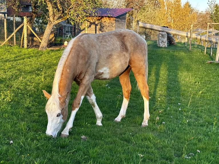American Paint Horse Hengst 1 Jahr 152 cm Palomino in GschwendGschwend