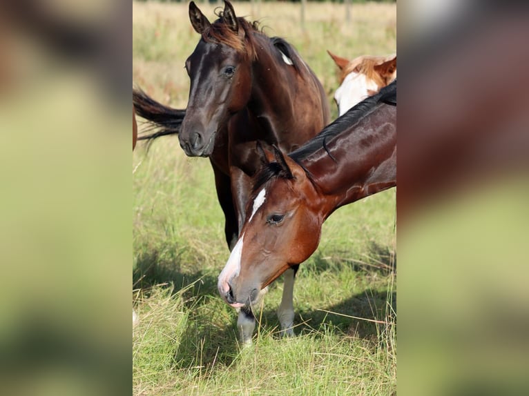 American Paint Horse Hengst 1 Jahr 152 cm Tobiano-alle-Farben in Hellenthal