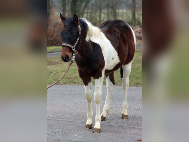American Paint Horse Hengst 1 Jahr 152 cm Tobiano-alle-Farben in Hellenthal