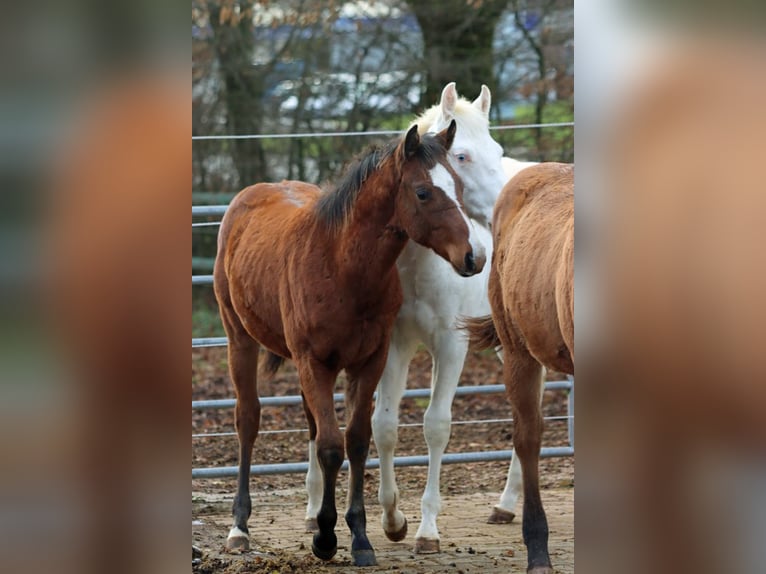 American Paint Horse Hengst 1 Jahr 153 cm Brauner in Hellenthal