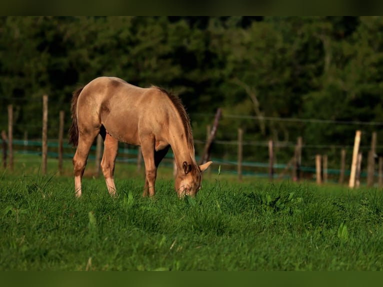 American Paint Horse Hengst 1 Jahr 153 cm Champagne in Hellenthal
