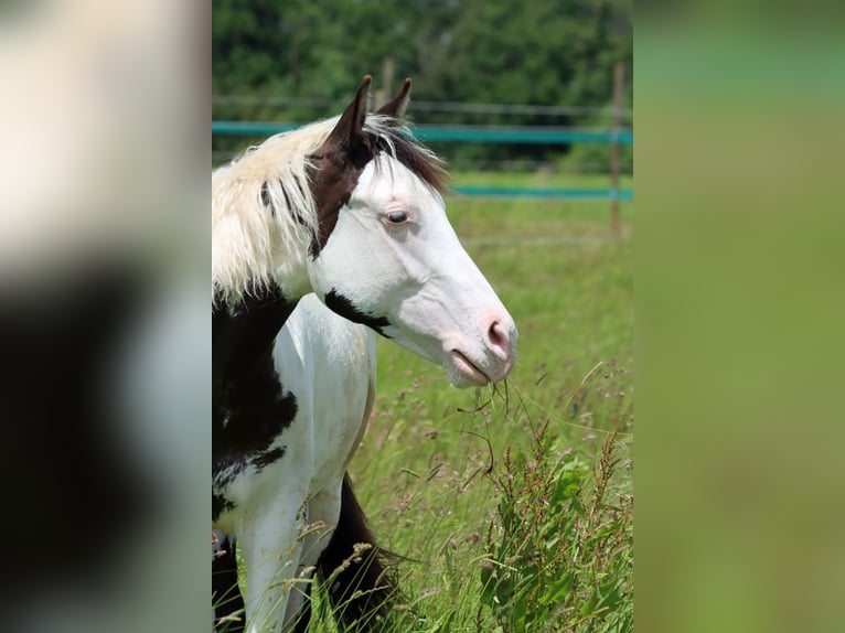American Paint Horse Hengst 1 Jahr 153 cm Overo-alle-Farben in Hellenthal
