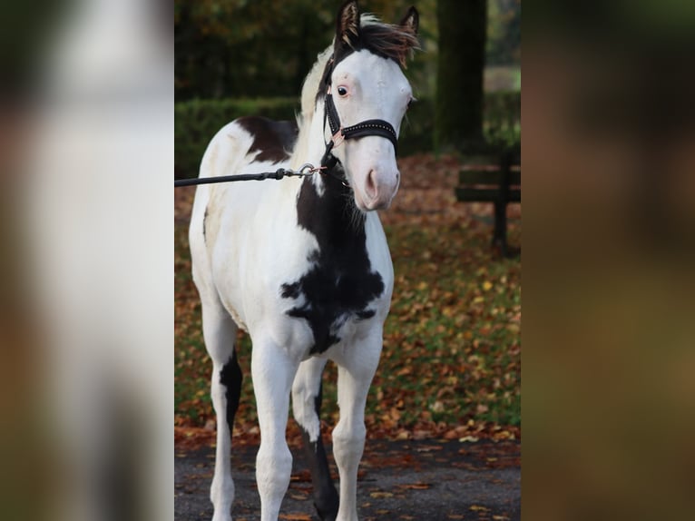 American Paint Horse Hengst 1 Jahr 153 cm Overo-alle-Farben in Hellenthal
