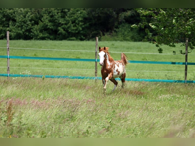 American Paint Horse Hengst 1 Jahr 153 cm Overo-alle-Farben in Hellenthal