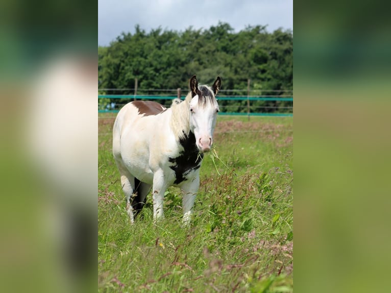 American Paint Horse Hengst 1 Jahr 153 cm Overo-alle-Farben in Hellenthal