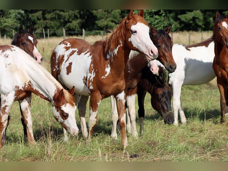 American Paint Horse Hengst 1 Jahr 153 cm Overo-alle-Farben in Hellenthal