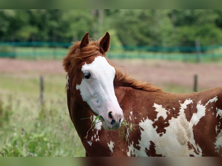 American Paint Horse Hengst 1 Jahr 153 cm Overo-alle-Farben in Hellenthal
