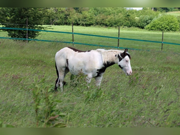 American Paint Horse Hengst 1 Jahr 153 cm Overo-alle-Farben in Hellenthal