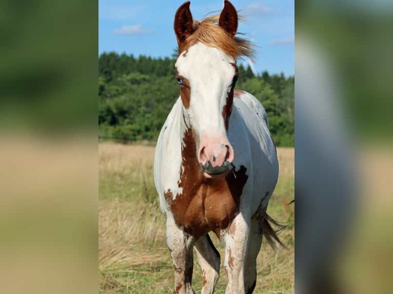 American Paint Horse Hengst 1 Jahr 153 cm Overo-alle-Farben in Hellenthal