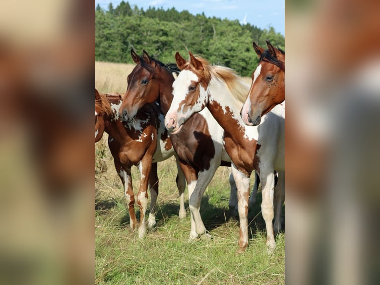 American Paint Horse Hengst 1 Jahr 153 cm Overo-alle-Farben in Hellenthal