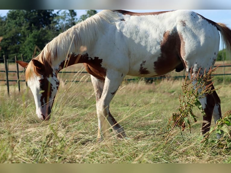 American Paint Horse Hengst 1 Jahr 153 cm Overo-alle-Farben in Hellenthal