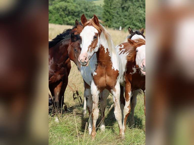 American Paint Horse Hengst 1 Jahr 153 cm Overo-alle-Farben in Hellenthal