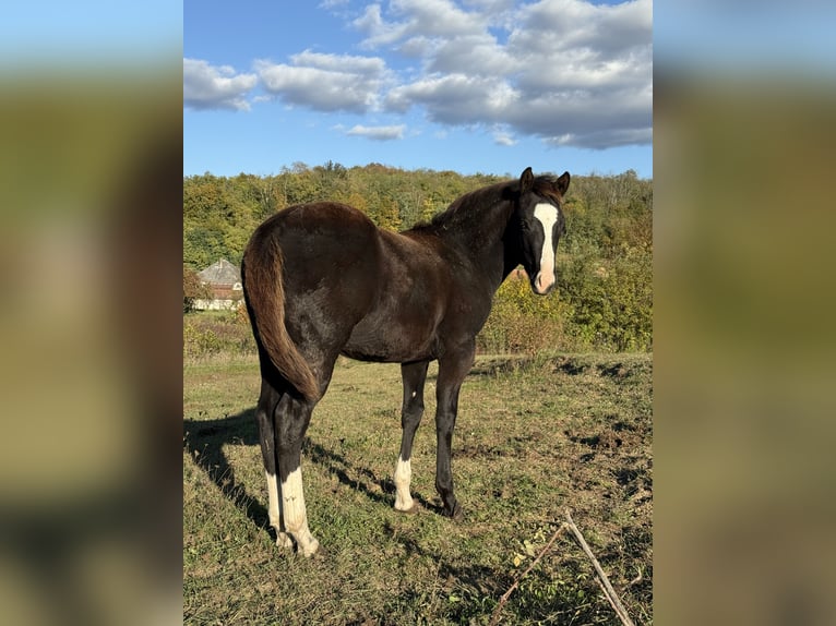 American Paint Horse Hengst 1 Jahr 153 cm Rappe in Slovakia