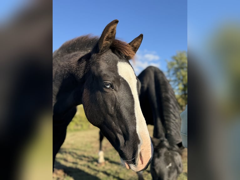 American Paint Horse Hengst 1 Jahr 153 cm Rappe in Slovakia