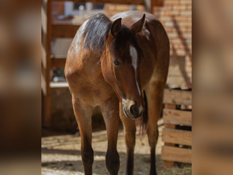 American Paint Horse Hengst 1 Jahr 154 cm Roan-Bay in Duingen