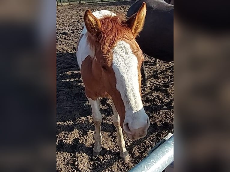 American Paint Horse Hengst 1 Jahr 154 cm Tobiano-alle-Farben in Meyenburg