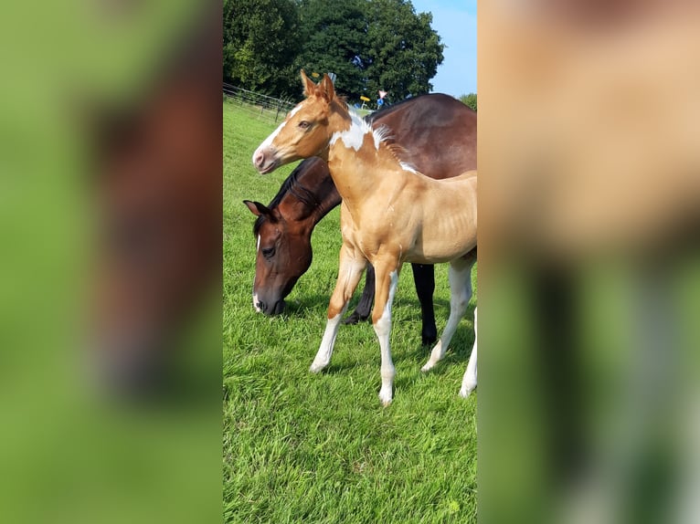 American Paint Horse Hengst 1 Jahr 155 cm Champagne in Neuenhaus