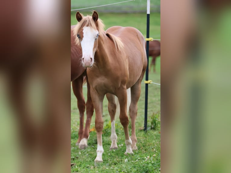 American Paint Horse Hengst 1 Jahr 155 cm Fuchs in Taufkirchen (Vils)