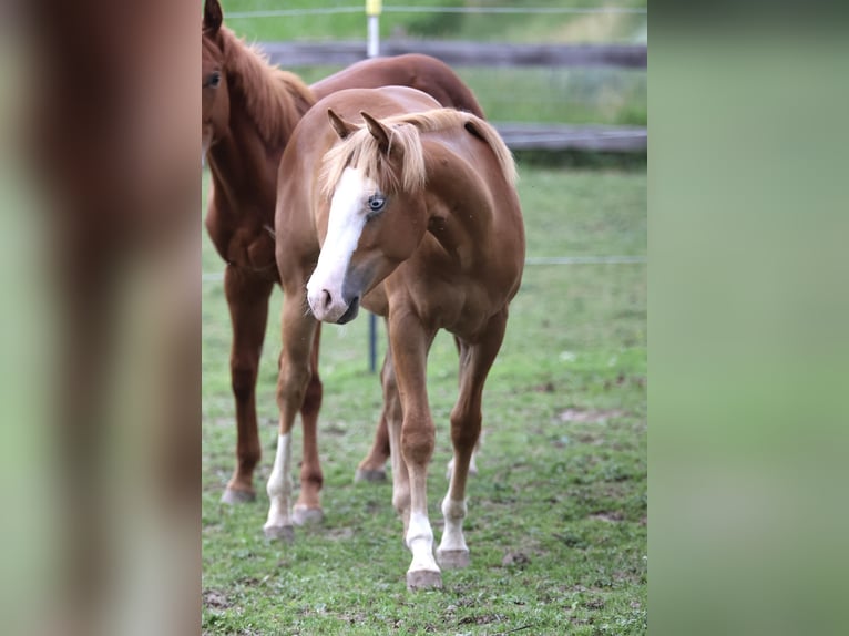 American Paint Horse Hengst 1 Jahr 155 cm Fuchs in Taufkirchen (Vils)
