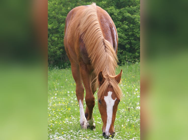 American Paint Horse Hengst 1 Jahr 155 cm Fuchs in Velpke