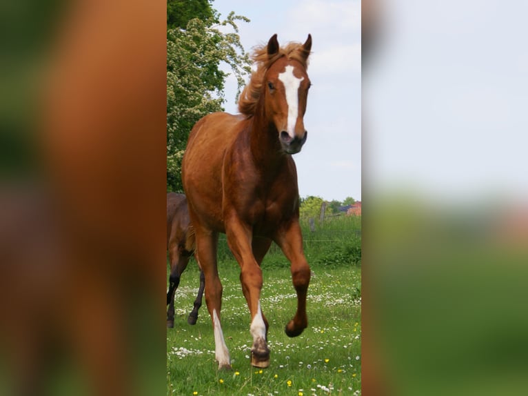 American Paint Horse Hengst 1 Jahr 155 cm Fuchs in Velpke