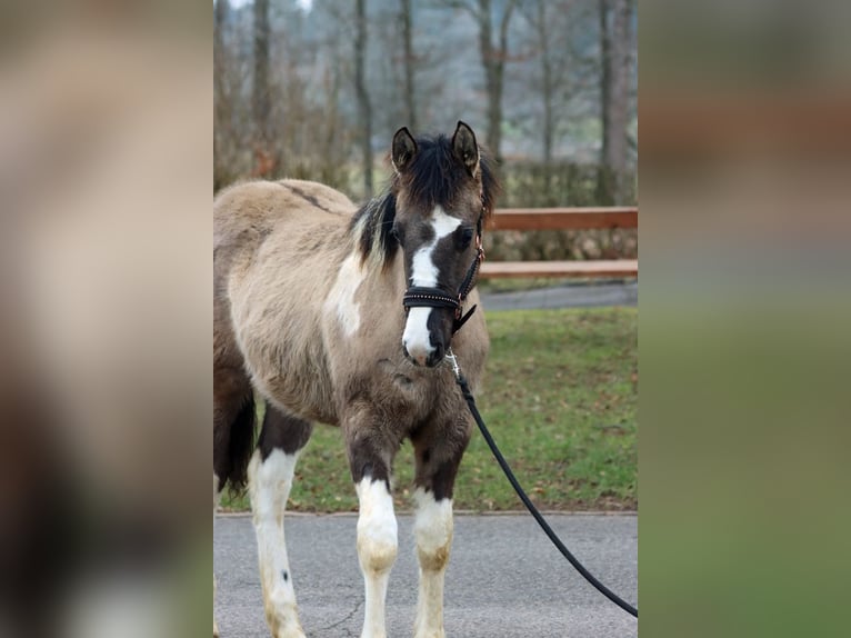 American Paint Horse Hengst 1 Jahr 155 cm Grullo in Hellenthal