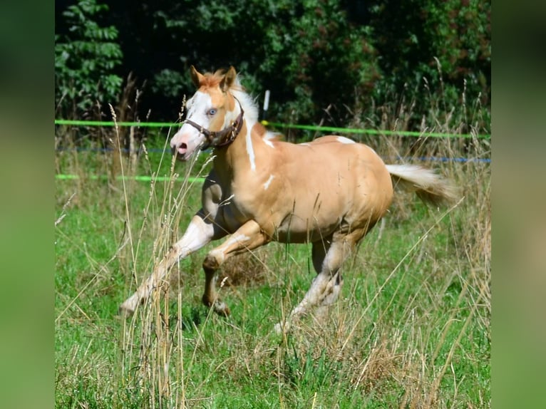 American Paint Horse Hengst 1 Jahr 155 cm Schecke in Obertaufkirchen