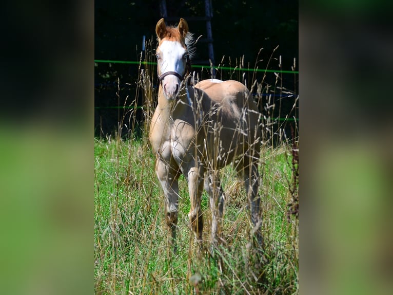 American Paint Horse Hengst 1 Jahr 155 cm Schecke in Obertaufkirchen